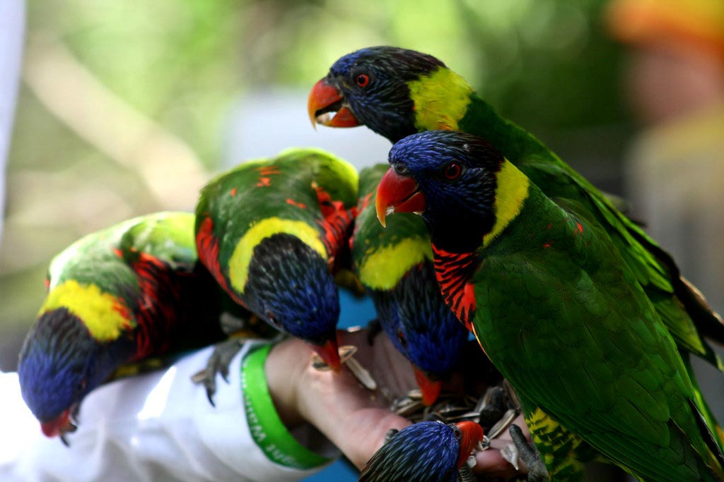 person feeding birds