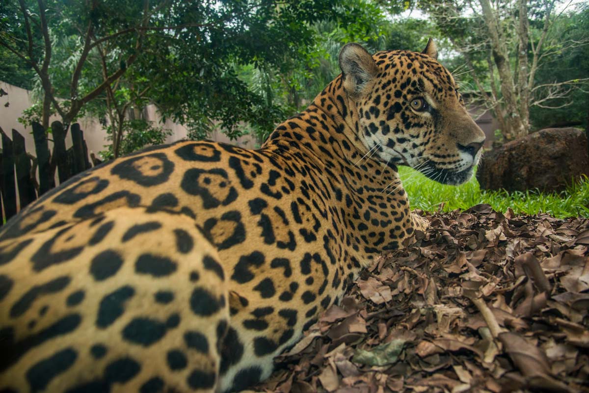 Jaguar at the Bela Vista Biological Refuge