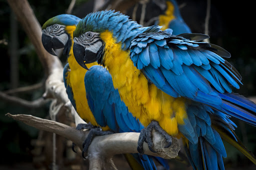 Parque das Aves em Foz do Iguaçu