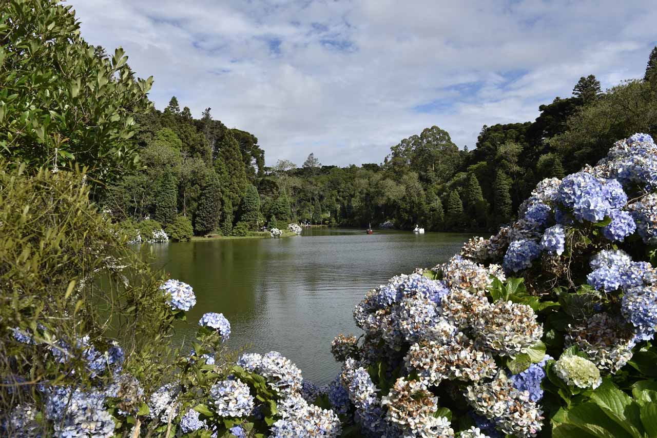 Hydrangeas in Lago Negro Park in Gramado