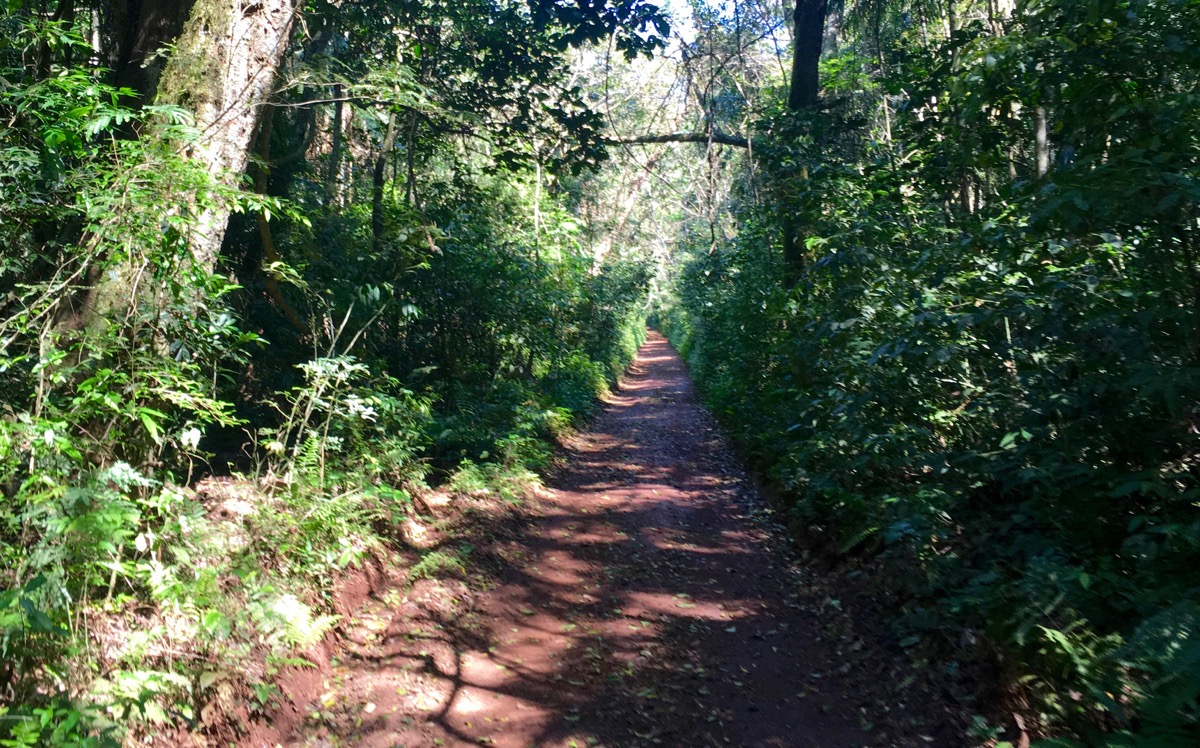 Trilha do Poço Preto - Parque Nacional em Foz do Iguaçu