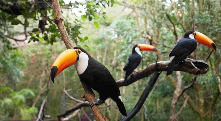 Tourism in Foz do Iguaçu: Bird Park.