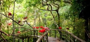 Tourism in Foz do Iguaçu: Parque das Aves resumes service on Mondays