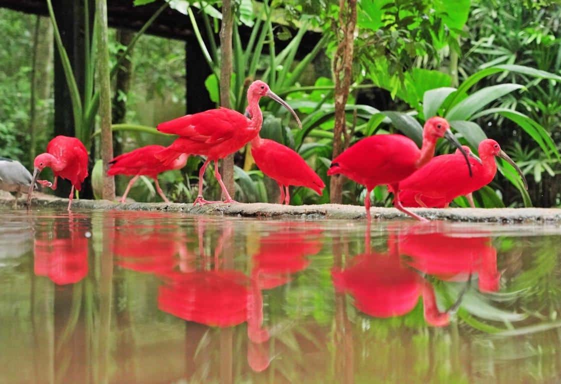 Pássaros bebendo água no Parque das Aves em Foz do Iguaçu